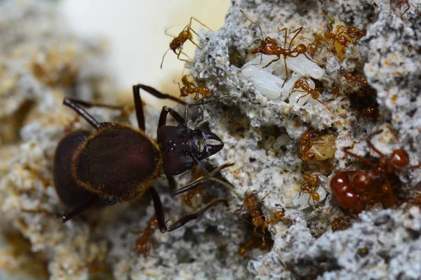 Leaf cutter ant Queen.Queen of the leaf cutter ants.