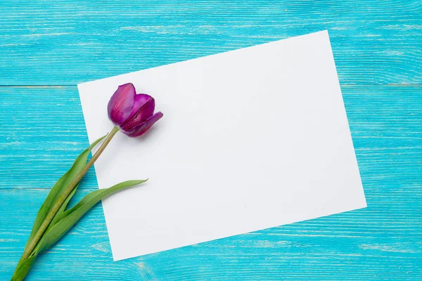 Üres papír lapot egyetlen tulipán — Stock Fotó