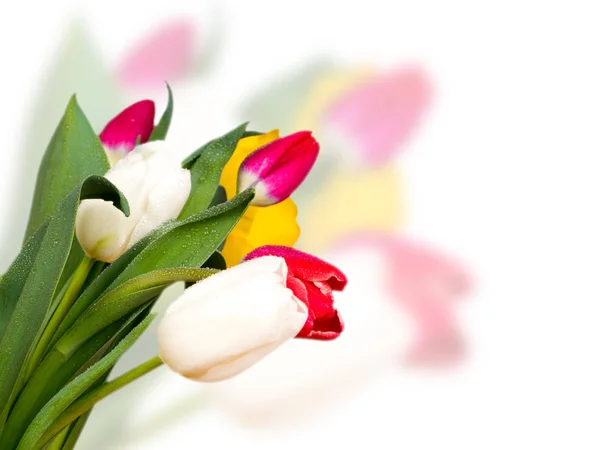 Buquê tulipas coloridas no fundo borrado — Fotografia de Stock