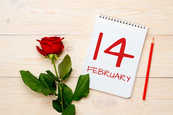 14 de fevereiro, calendário rasgo-off com rosa vermelha — Fotografia de Stock