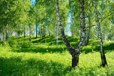 Güneşli bir arka planda huş ağacı korusu