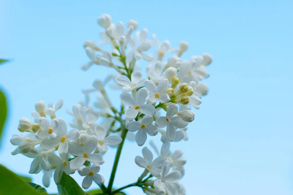 white lilac flowers with sky background
