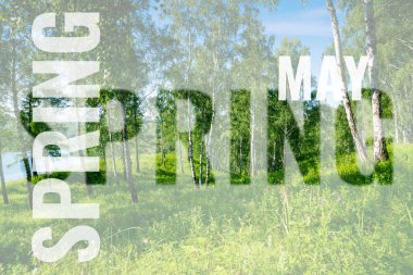 huş ağaçlarıyla dolu bir arka plan olabilir.