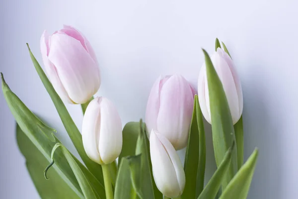 Beyaz bir arka plan üzerinde soluk Pembe Lale