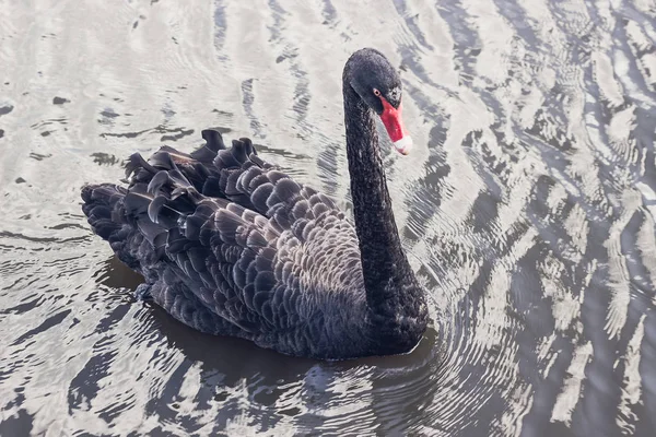 Black Swan (Cygnus atratus) zwemmen in de vijver — Stockfoto