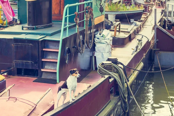 Dog on a canal boat awaiting the return of boat owner