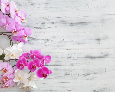 Phalaenopsis çiçek çeşitli dokulu arka plan