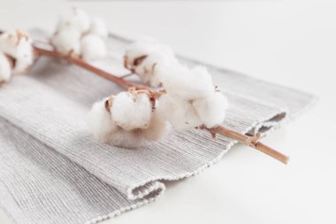 Beyaz arka plan üzerinde Pamuk bitki çiçek şube