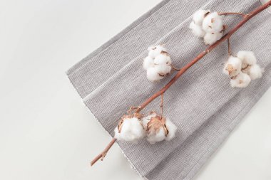 Beyaz arka plan üzerinde Pamuk bitki çiçek şube