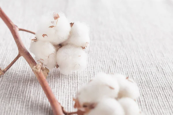Ramo de flor de planta de algodão no fundo branco — Fotografia de Stock