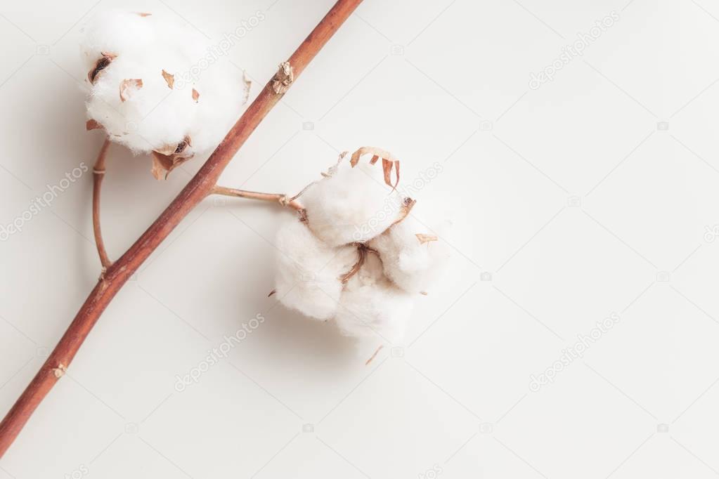 Cotton plant flower branch on white background