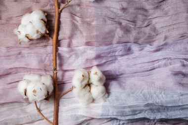Cotton plant flower branch on purple cloth clipart