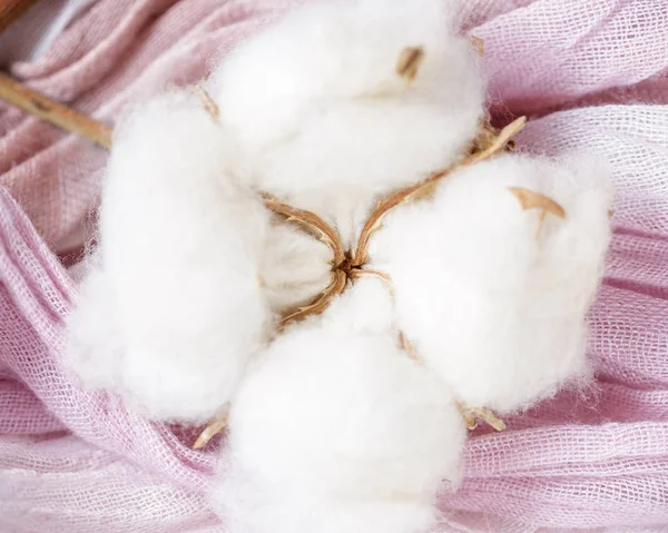 Mor kumaş üzerine Pamuk bitki çiçek şube