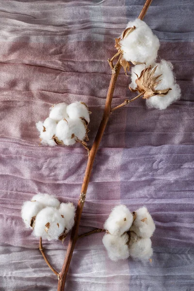 Mor kumaş üzerine Pamuk bitki çiçek şube