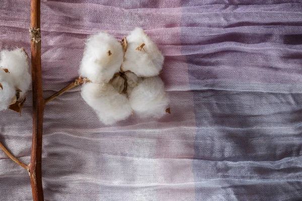 Mor kumaş üzerine Pamuk bitki çiçek şube