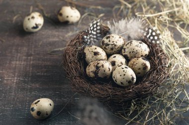 Bıldırcın yumurtası yuvaya tüy ve saman ile