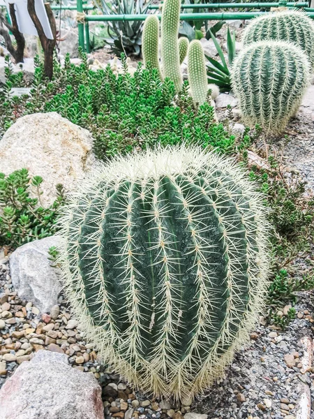 Cactus géant planté dans un jardin botanique — Photo