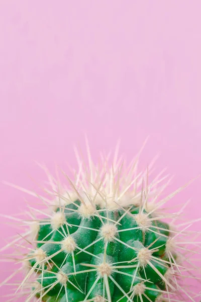 stock image Cactus close up on the pink background