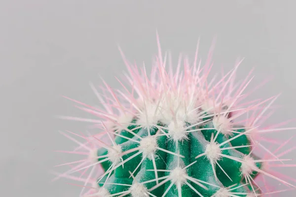 Cactus en gros plan sur le fond gris — Photo