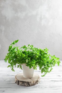 Demet maydanoz Beyaz ahşap zemin üzerinde