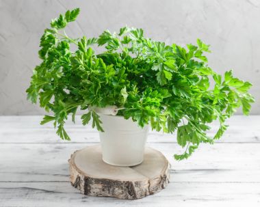 Demet maydanoz Beyaz ahşap zemin üzerinde