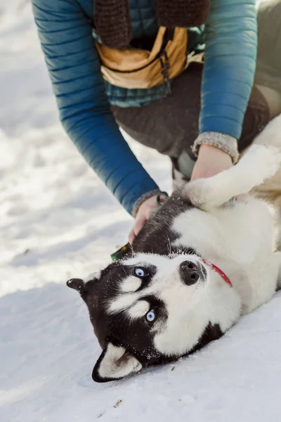 Mulher brincando com seu cão husky na neve — Fotografia de Stock