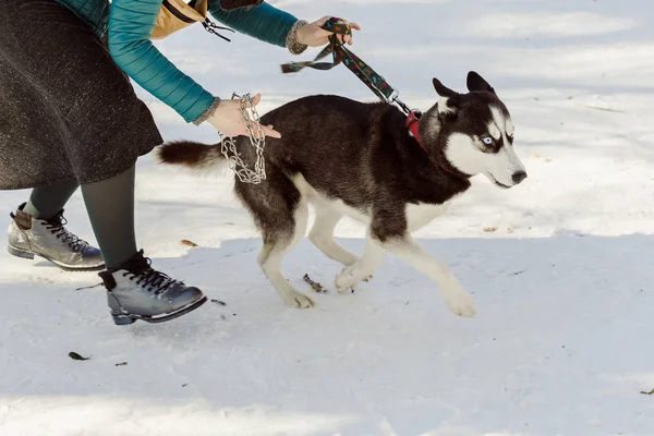 Žena se snaží nosit kovový obojek na psa — Stock fotografie
