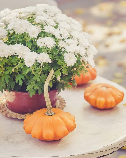 Fall season table decoration on the table — Stock Photo, Image