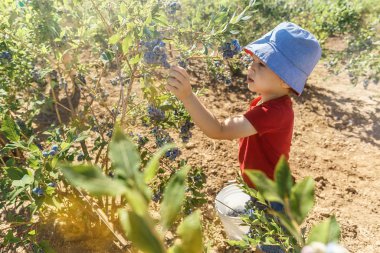 Çocuk bir çiftlikte taze yaban mersini toplama