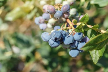 Çiftlikte yetişen taze organik yabanmersinleri.