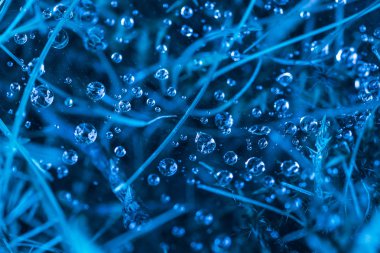 Dew and Grass Background toned in Classic Blue