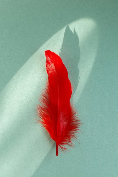 Single red feather on mint green background