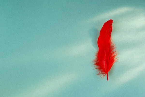 Single red feather on mint green background
