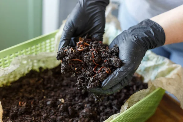 Vermicomposting Atau Homemade Worm Composting Adalah Metode Mengubah Sampah Berbasis — Stok Foto