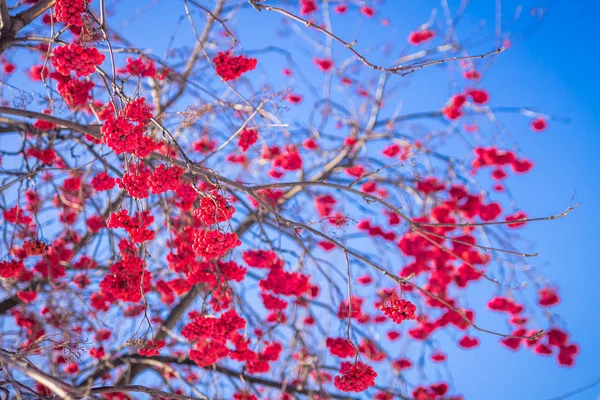 Ashberry na tle niebieskiego nieba — Zdjęcie stockowe