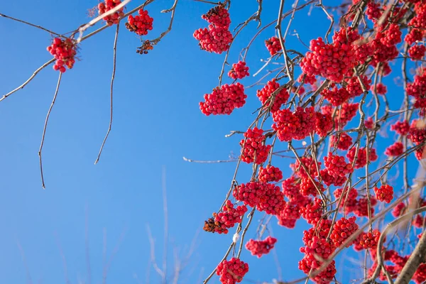 Ashberry on blue sky background — Stock Photo, Image