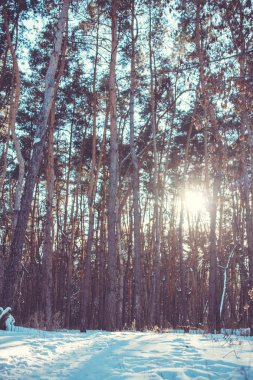 bir kış ormanda günbatımı.