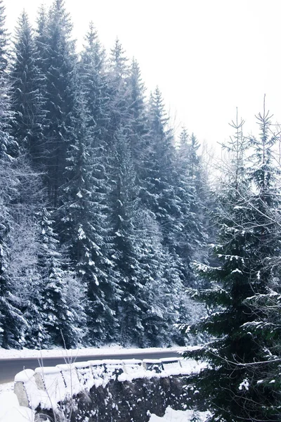 Karpatlar kış ormanında yol — Stok fotoğraf