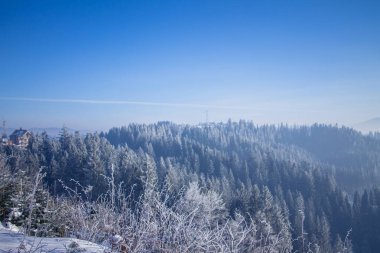Karpatlar ormanında kış