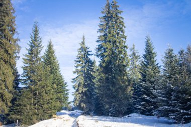 Karpatlar ormanında kış