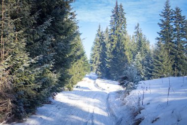 Karpatlar ormanında kış