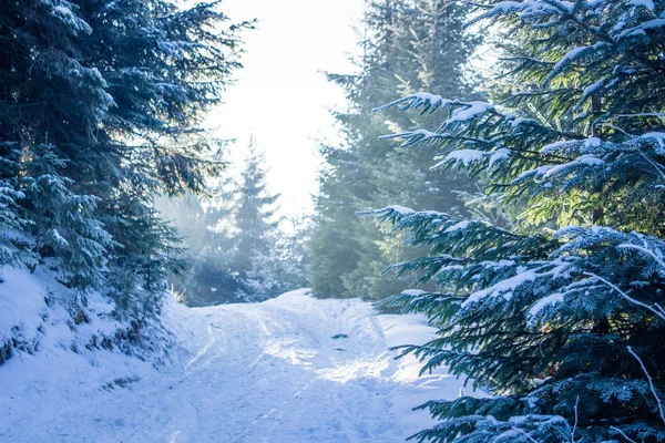 在喀尔巴阡冬季森林 — 图库照片