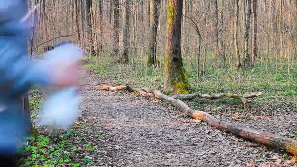 Flickan går genom skogen vid solnedgången — Stockvideo