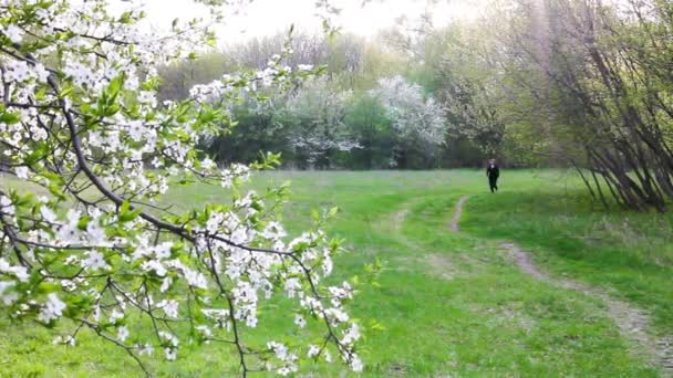 Mujer de mediana edad corre por el bosque al atardecer — Vídeos de Stock