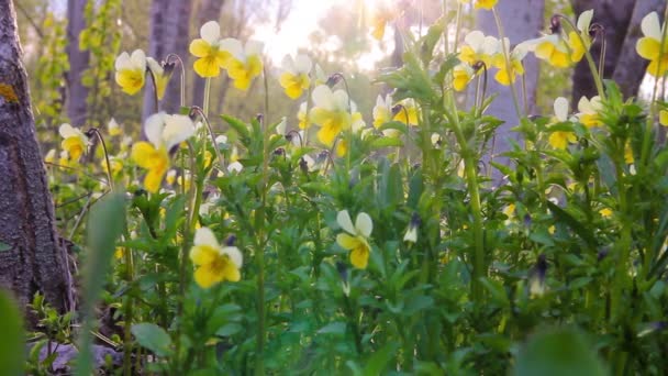 Vahşi kalpler kolaylığı çiçekler gün batımında — Stok video