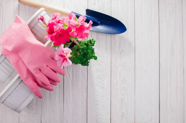 Transplanting petunias. Gardening concept. — Stock Photo, Image