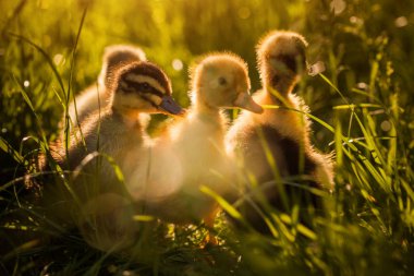 Otların arasında yürüyüş ducklings grup
