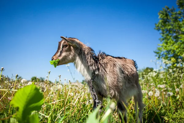 Retrato de uma mastigação de cabra — Fotografia de Stock