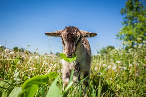 Retrato de uma mastigação de cabra — Fotografia de Stock