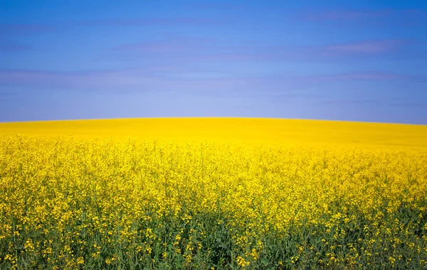 Rapsfeld in voller Blüte — Stockfoto